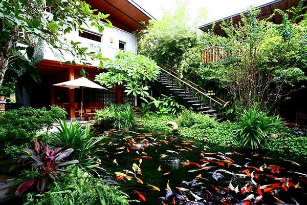 thiết kế quán cafe cá koi