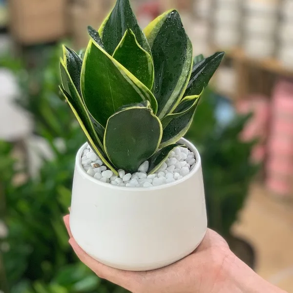 người mệnh thổ trồng cây gì để thu hút tài lộc - 41 người mệnh thổ trồng cây gì để thu hút tài lộc - 40