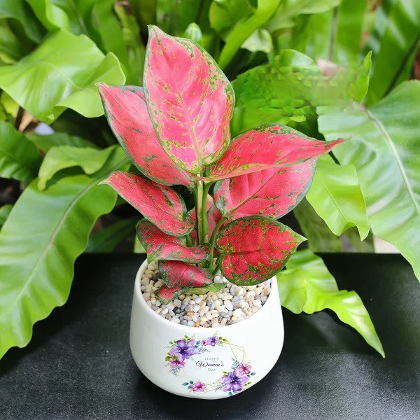 người mệnh hỏa trồng cây gì hợp phong thuỷ nhà - 7