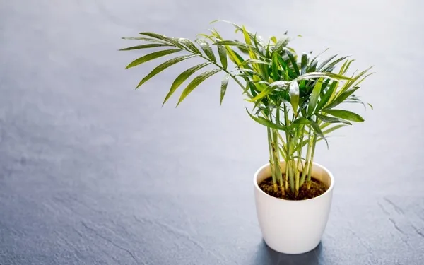 người mệnh mộc trồng cây gì để luôn may mắn, hút tài lộc? - 12 người mệnh mộc trồng cây gì để luôn may mắn, hút tài lộc? - 11