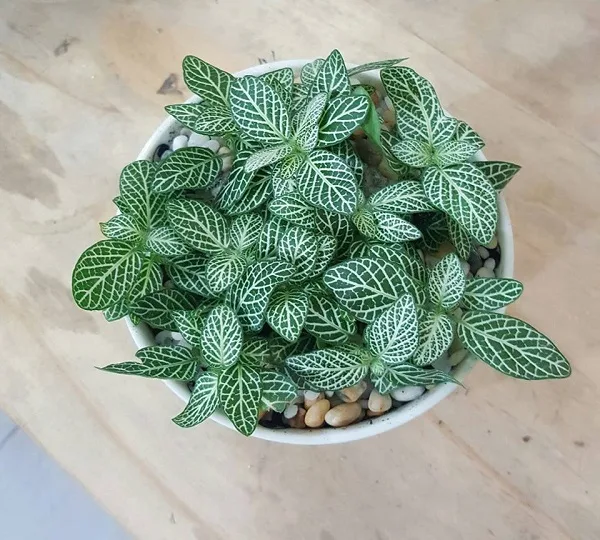người mệnh mộc trồng cây gì để luôn may mắn, hút tài lộc? - 14 người mệnh mộc trồng cây gì để luôn may mắn, hút tài lộc? - 13