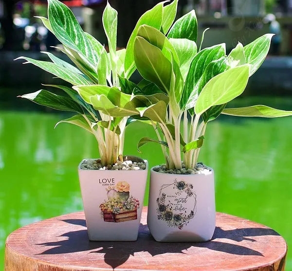 người mệnh mộc trồng cây gì để luôn may mắn, hút tài lộc? - 16 người mệnh mộc trồng cây gì để luôn may mắn, hút tài lộc? - 15